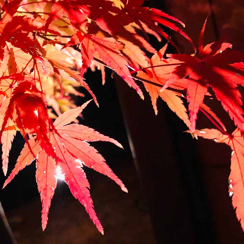 京都（伏見稻荷神社清水寺夜楓）_191129_0003