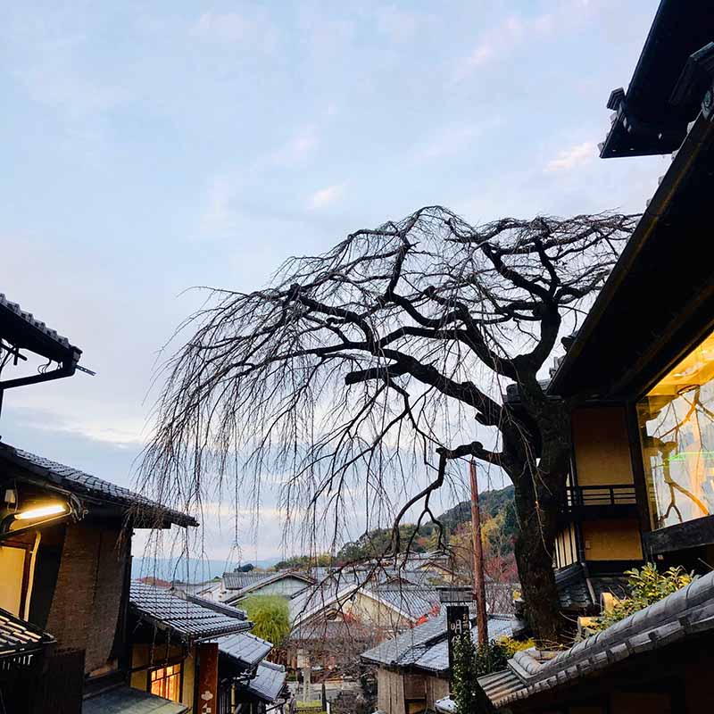 京都（伏見稻荷神社清水寺夜楓）_191129_0011