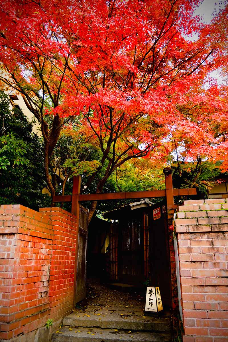 京都（伏見稻荷神社清水寺夜楓）_191129_0015