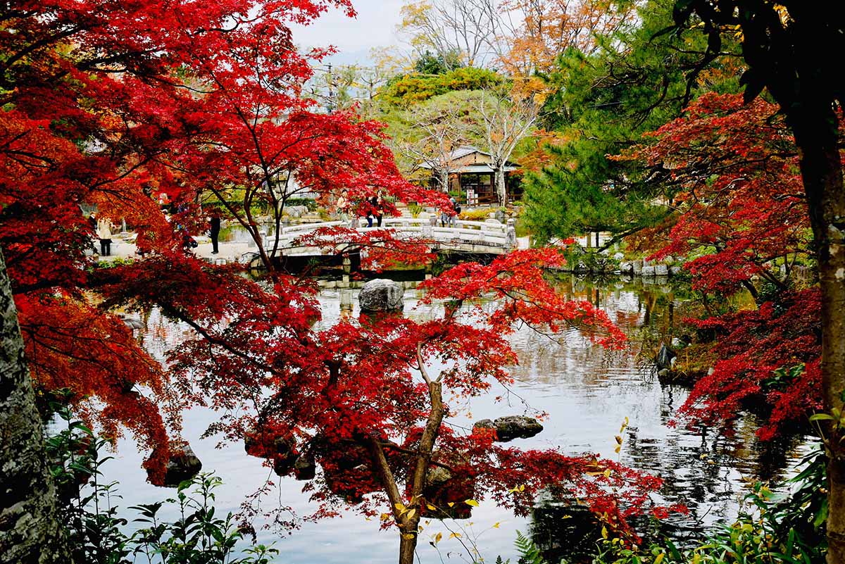 京都（伏見稻荷神社清水寺夜楓）_191129_0022