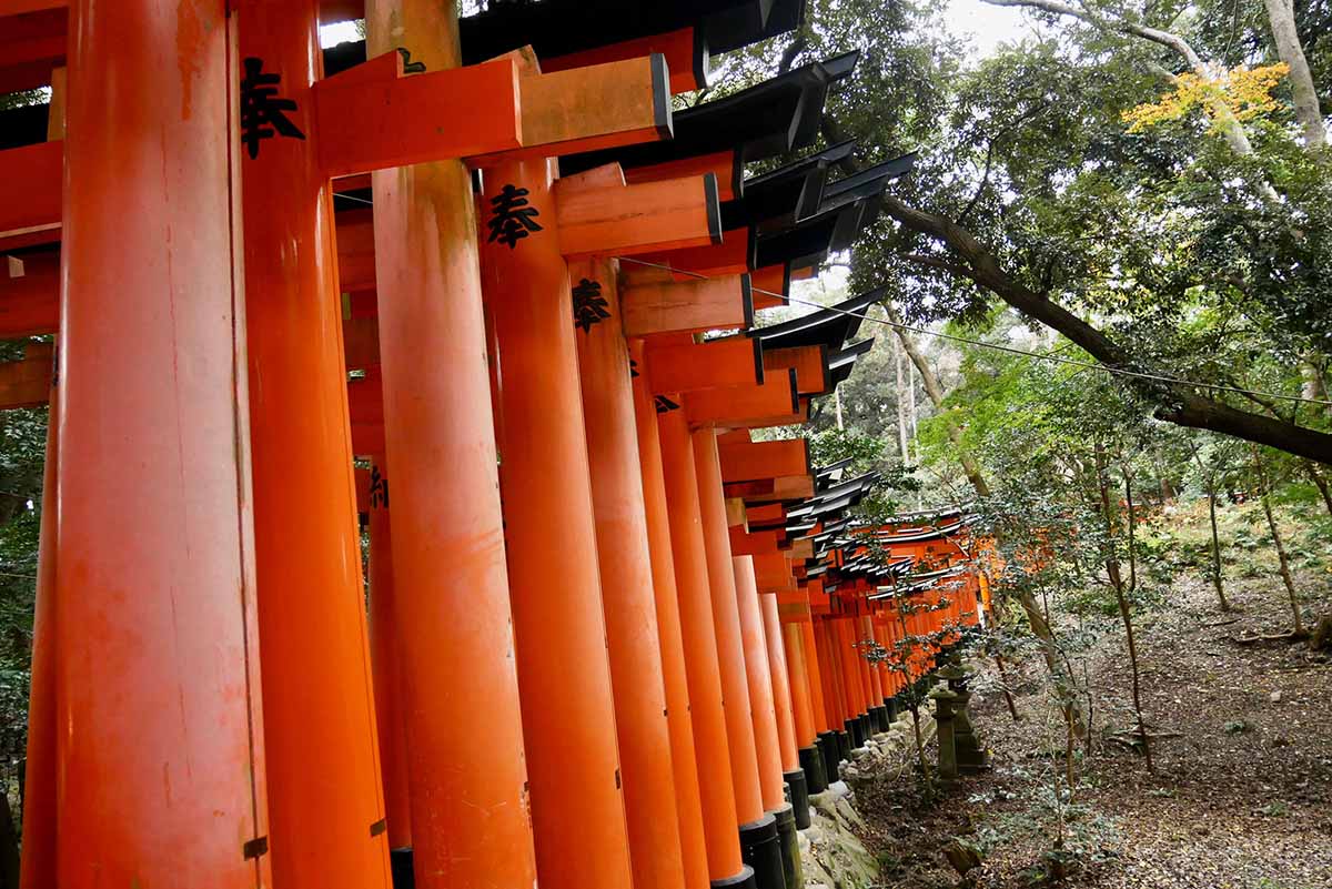 京都（伏見稻荷神社清水寺夜楓）_191129_0037